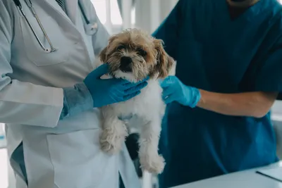 free low cost vet care winston salem