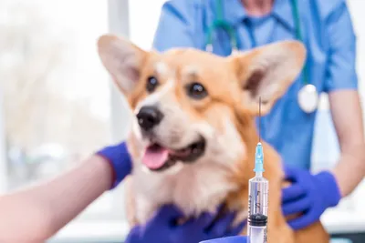 free or low cost vet clinics bryan texas