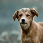 Free vet in Broken Arrow