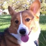 Free vet in Murfreesboro