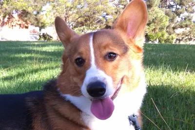 free veterinary care for low-income