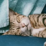 Free vet in Allentown