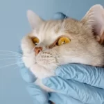 Free vet in Aurora