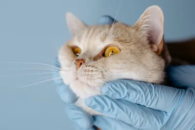 free vet care in aurora
