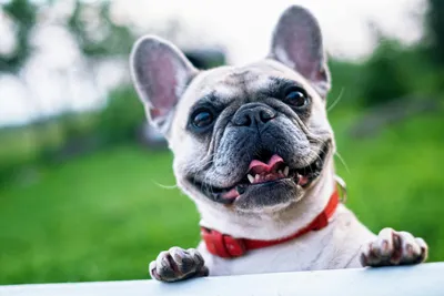 free or low cost veterinary care for low income