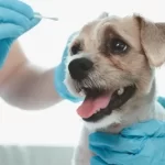 Free vet in Bismarck