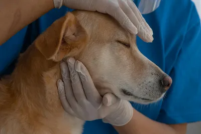 free or low cost vet care
