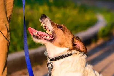 free low-cost veterinarian cedar rapids iowa