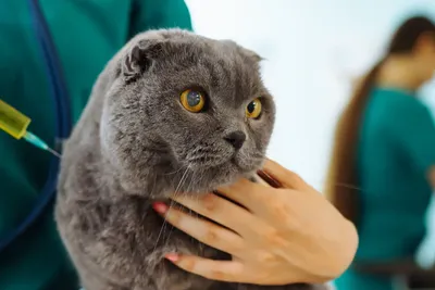 free or low cost vet clinics