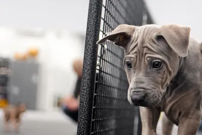 free or low cost veterinary care for low-income columbia missouri
