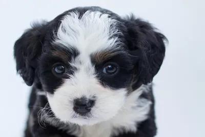 free veterinary care for low-income