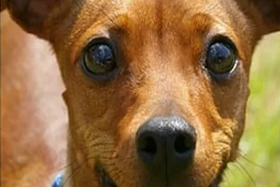affordable vet care
