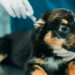 Free vet in Federal Way