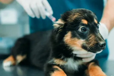 free or low cost vet care