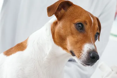 free veterinary care for low income