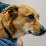 Free vet in Green Bay