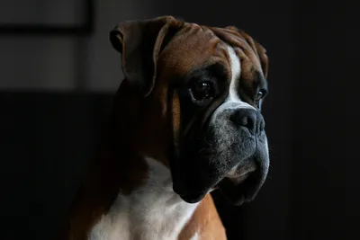 free veterinary care for low income