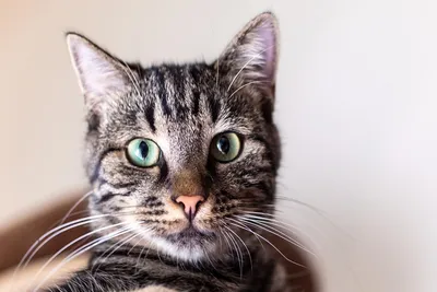 free or low-cost pet care