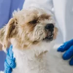 Free vet in Lake Charles