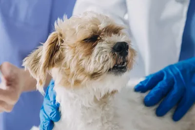 free or low cost vet clinics