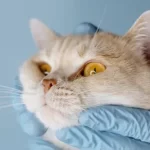 Free vet in Lawrence