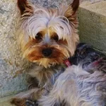 Free vet in Meridian