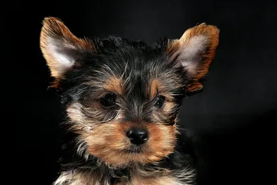 free or low cost vet clinics