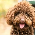 Free vet in Montgomery