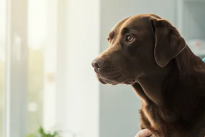 free or low cost veterinary care for low income