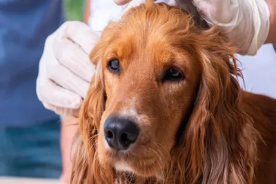 free or low cost vet clinics