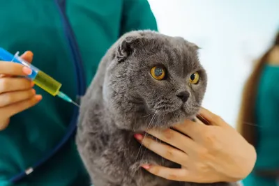 free low cost veterinary services