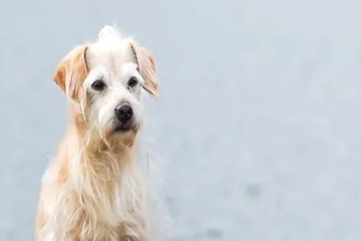free veterinary care for low income