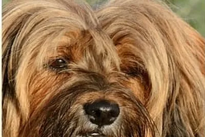 free or low cost Pet Services