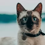 Free vet in Scranton