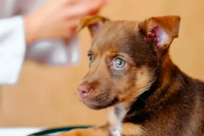free or low cost animal clinic springfield illinois