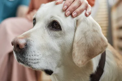 free or low-cost vet clinics