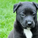 Free vet in Tuscaloosa