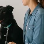 Free vet in Waterbury