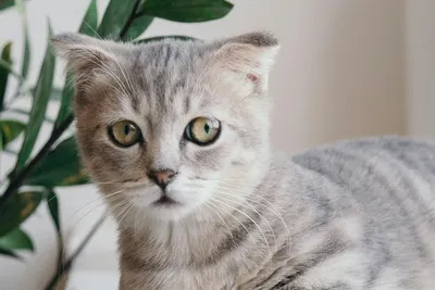 free veterinary care for low income