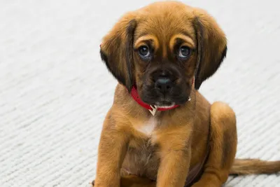 free or low cost animal clinic