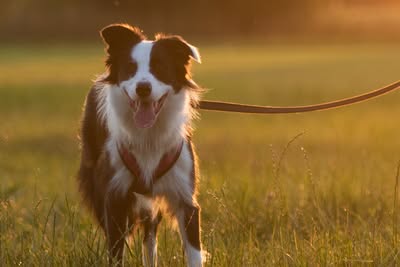free or low cost vet clinics