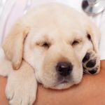 Free vet in Wilmington