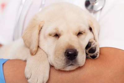affordable vet
