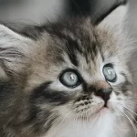 Free vet in Scottsdale