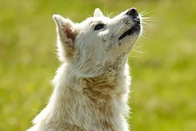 free low cost spay and neuter clinic