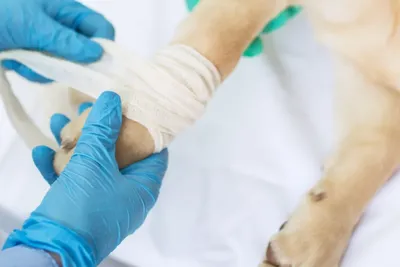 free or low cost vet
