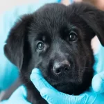 Free vet in Mountain View