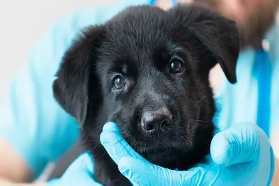 cheapest veterinarians clinics locally