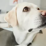 Free vet in Monterrey