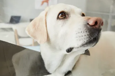 free spay and neuter clinics